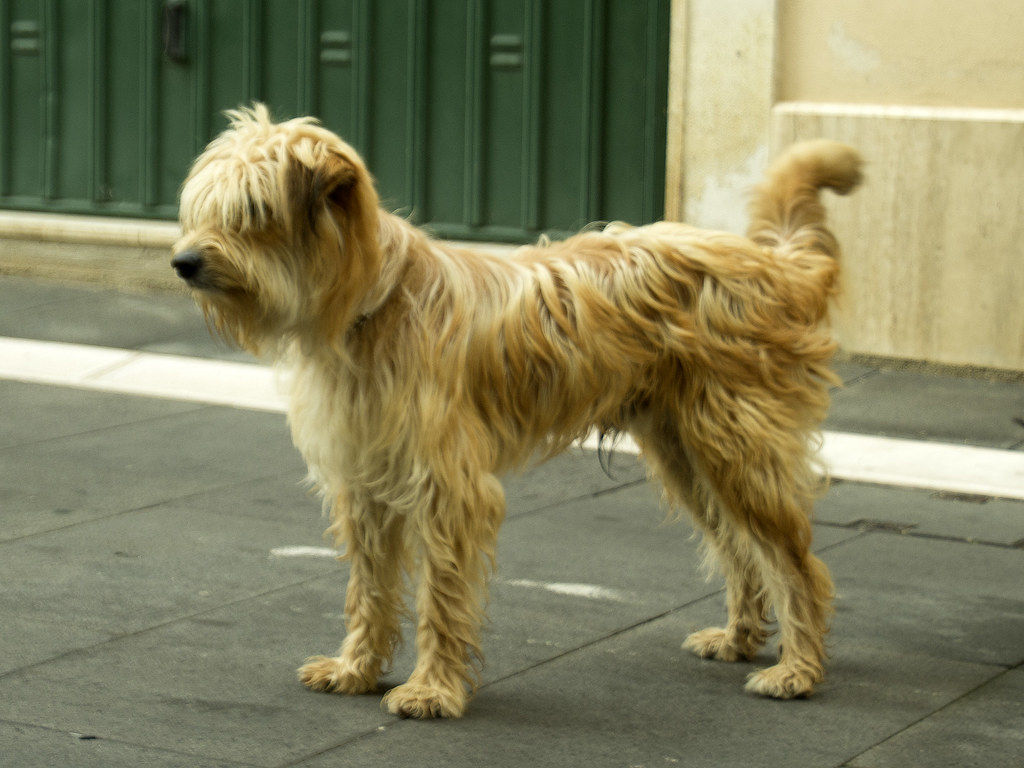 dog in Italy