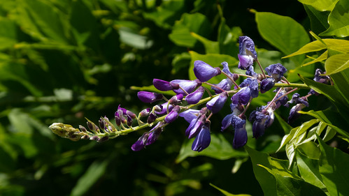 Wisteria, second blooming