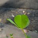 Flickr photo 'Burr Medic (Medicago polymorpha) leaves' by: John Tann.