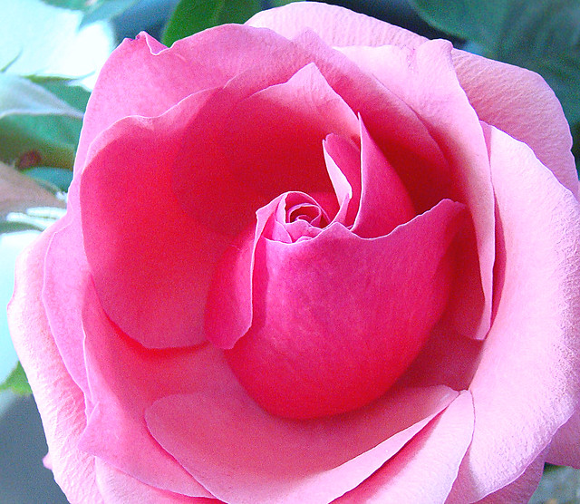 pink rose (Explored on May 5, 2015)