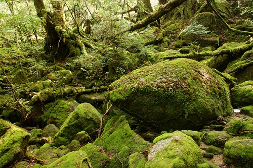 japan kagoshima 日本 yakushima 屋久島 鹿児島 日本の景色 白谷雲水峡 japanesenature 日本の自然