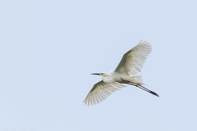 Great White egret