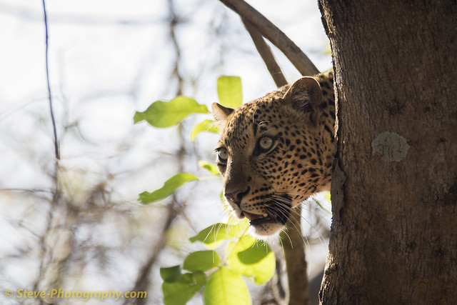 Female leopard photographed in South Luangwa, Zambia