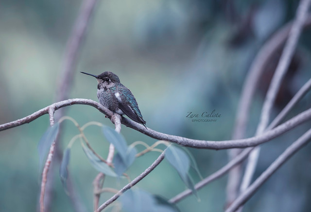 Anna's Hummingbird / Calypte anna /