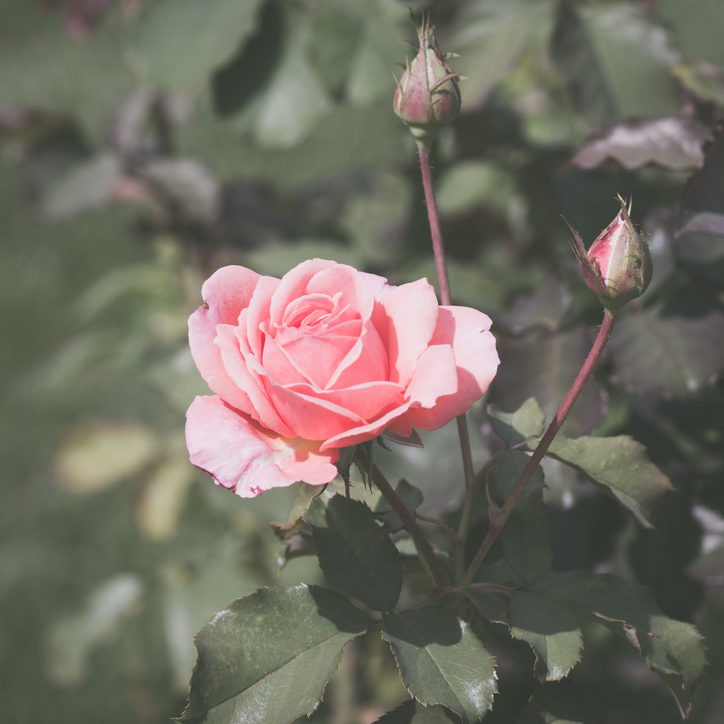 Lyndale Park Rose Garden, Minneapolis | Sharon Mollerus | Flickr