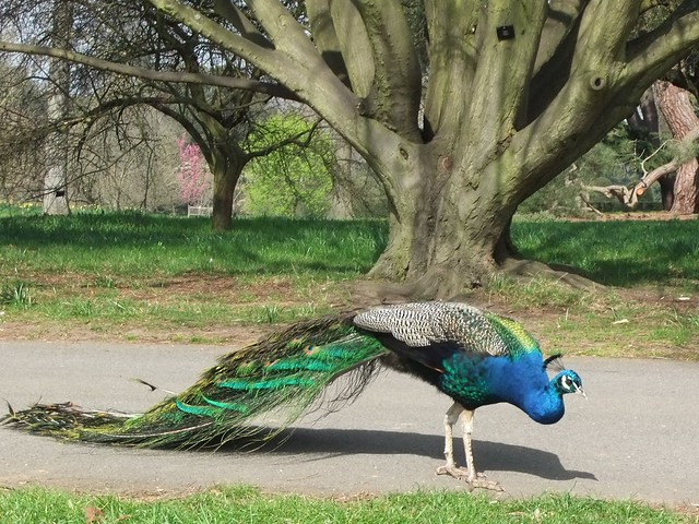Resident Peacock, The Royal Botanic Gardens, KEW, London @ 24 March 2012 (Part 3 of 6)