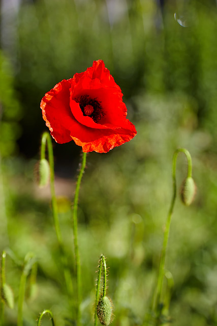 Bright red poppy in a meadow. Soft focus.