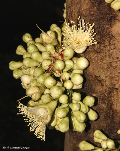 Cauliflorous Flowers and Buds on Syzygium cormiflorum - Wh… | Flickr