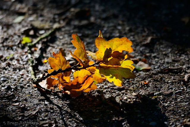 Autumn-Herfst