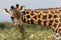Maasai giraffe at Lake Manyara National Park - © 2015 Jean-François Schmitz