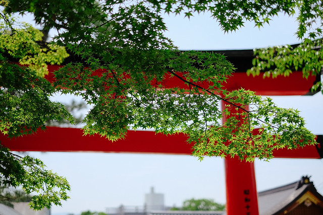 京都 (Kyoto) 伏見稻荷大社 (Fushimi-Inari Taisha)- 千本鳥居 (Torril Corridor)