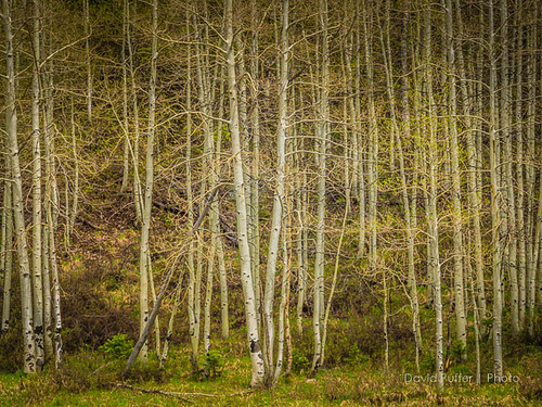 nature utah alpine 2015 americanforkcanyon