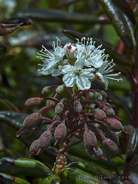 Rhododendron columbianum_Labrador Tea_0416