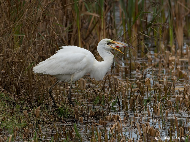 Great White Egret with breakfast.