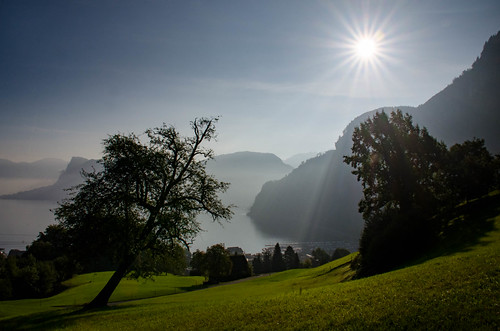 Leaning trees | by albisserl