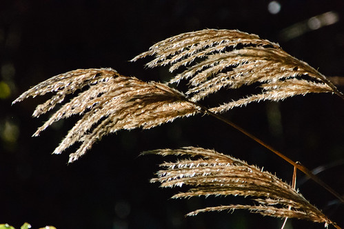 Ornamental grass seed heads, backlit, Castle Grounds