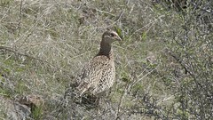 Female Pheasant?
