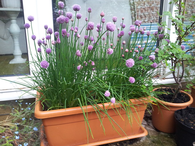How to Grow Chives in a Pot from Seeds