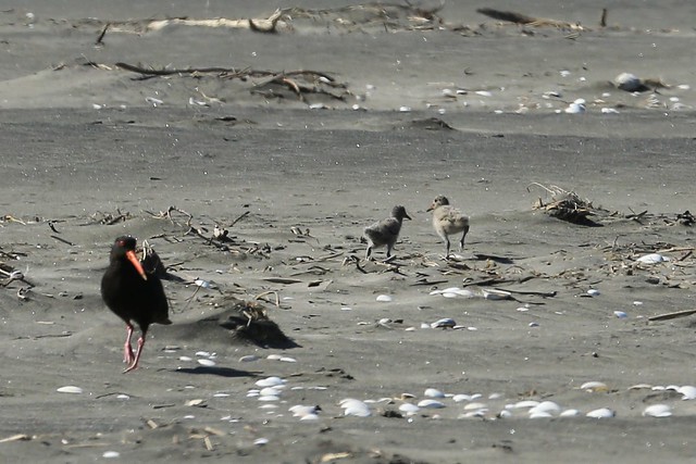 Adult Variable Oystercatcher and Two Chicks Port Waikato New Zealand
