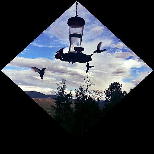 Hummingbird Heaven, new sky mountain bird love birds square mexico photography hummingbird view scenic feeder squareformat normal iphoneography instagramapp uploaded:by=instagram foursquare:venue=4db1f53c7abaff58538f95e0