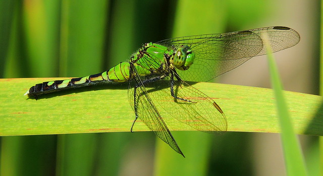Female Eastern Pondhawk Dragonfly_2008