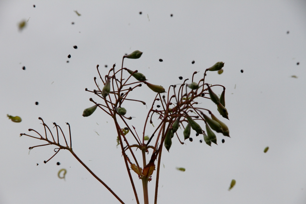Exploding seed pods - Himalayan balsam Impatiens glandulif… | Flickr