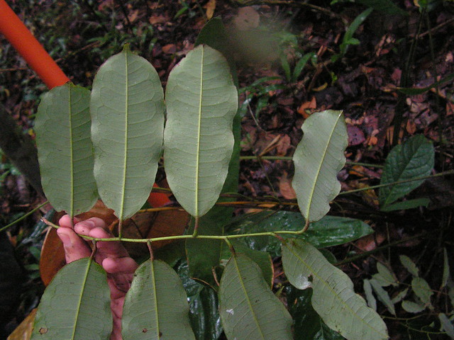 Mabea occidentalis, canudo-de-cachimbo