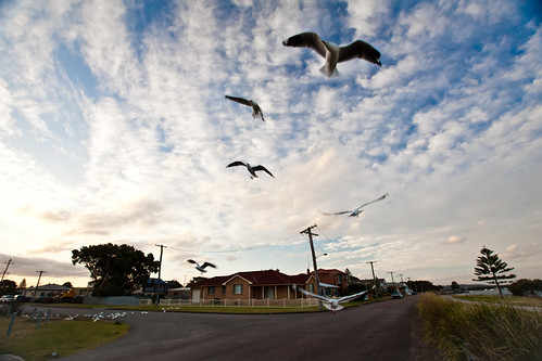 street sunset favorite seagulls house art beautiful birds clouds john print ma photography photo search artist feeding artistic suburban top unique review champion picture award style best professional most commercial excellent species prize suburb portfolio favourite popular leading premium neighbourhood winning resume voted expert highest outstanding viewed the rated prizewinning reviewed prestigious darqhorse