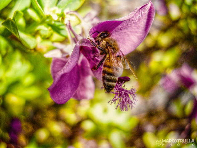 Lunch Time [Bee and the Yummy Flower]