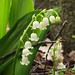 Flickr photo 'Lily of the valley (Convallaria majalis)' by: Futureman1.