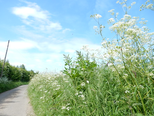 Give you a clue, "moo" Cow parsley Bures to Sudbury