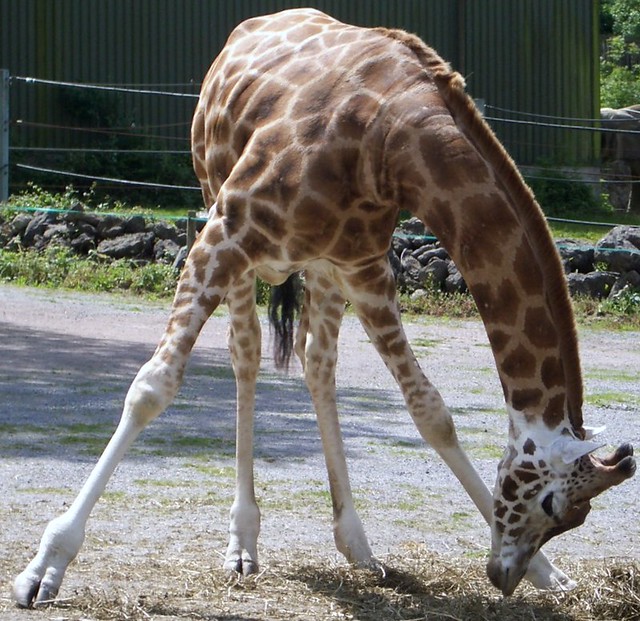 Young Rothchild's Giraffe