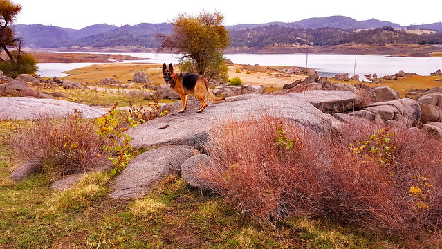 Carson at the Lake in  Fall