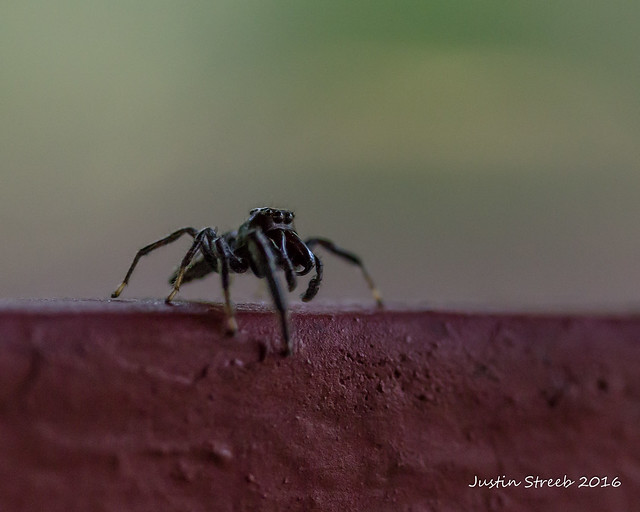 Jumping Spider & Table 2