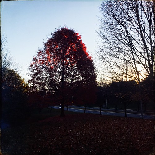 earlymorning sunrise dawn laytonsville quietmorning fallcolor fadingtrees autumn montgomerycounty maryland fallfoliage droppingleaves redtree 2016 fall2016 changingseasons laytonsvillemaryland wetenz iphoneography iphonese hipstamatic