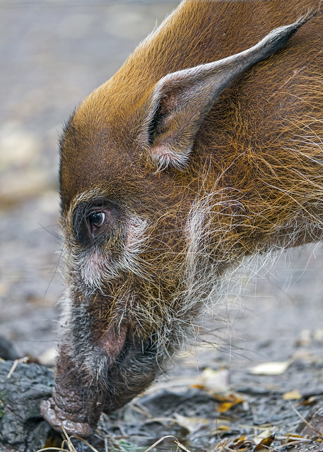 Portrait of a red river hog