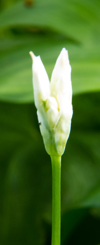 Wild garlic flower opening
