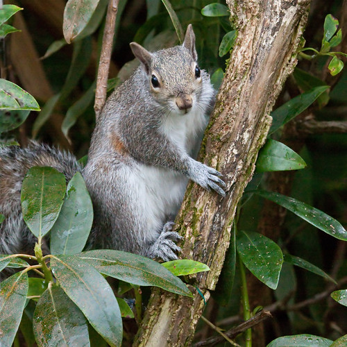 SQUIRREL SHOOT | by Eddie Evans