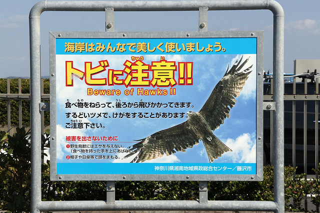 Beware of Hawks!