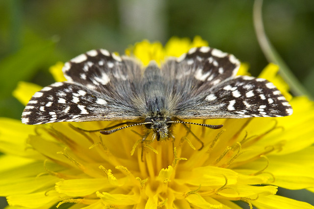 Grizzled Skipper Ivinghoe Beacon May 2013