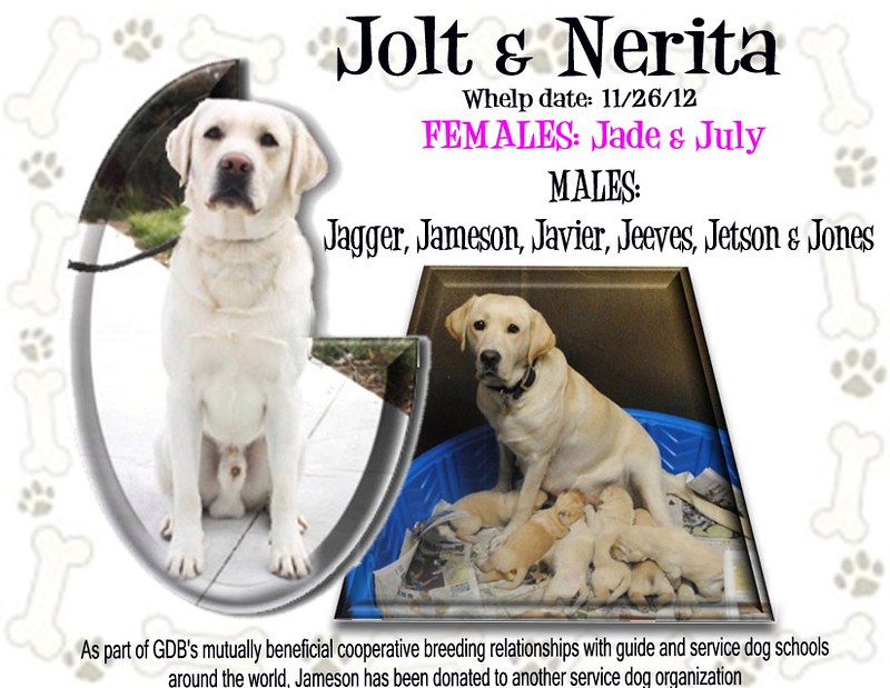 Jolt x Nerita | Jolt x Nerita letter J | Guide Dogs for the Blind | Flickr