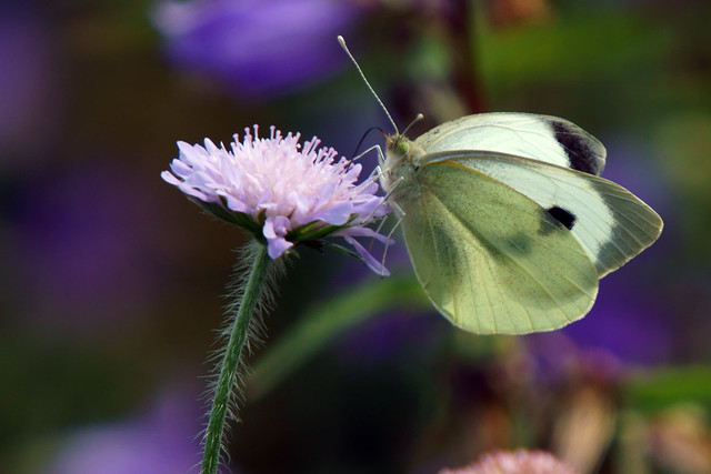 Large White Butterfly, Martin Mere WWT, July 2013