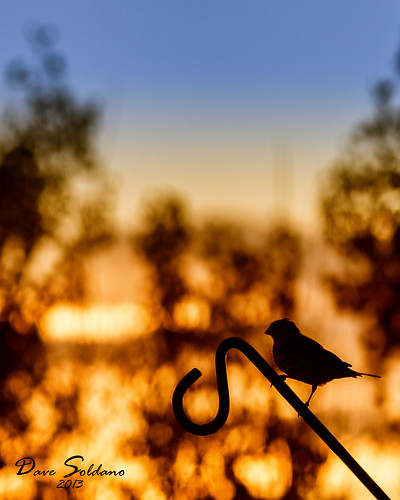 blue trees light sunset red orange bird closeup sony pole finch perch beautful slta55v