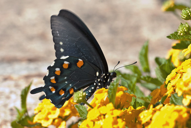 Pipevine Swallowtail (Battus philenor); Catalina, AZ [Lou Feltz]