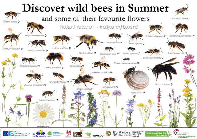 MYN poster on Summer Bees