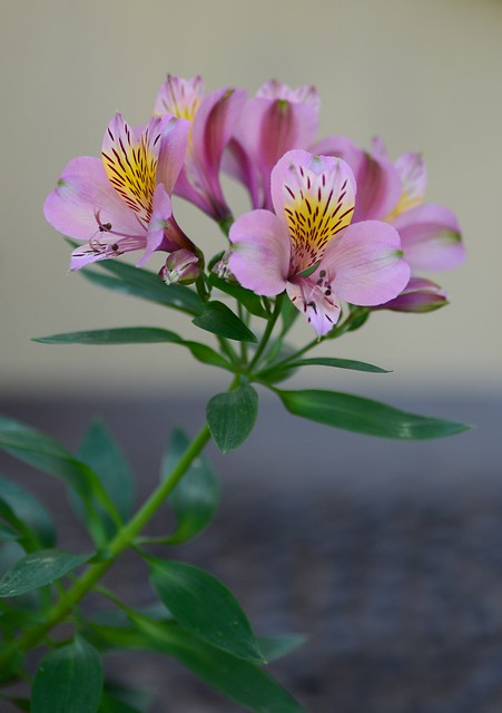Peruanische Lilie, Inkalilie (Alstroemeria Aurantiaca) 4142