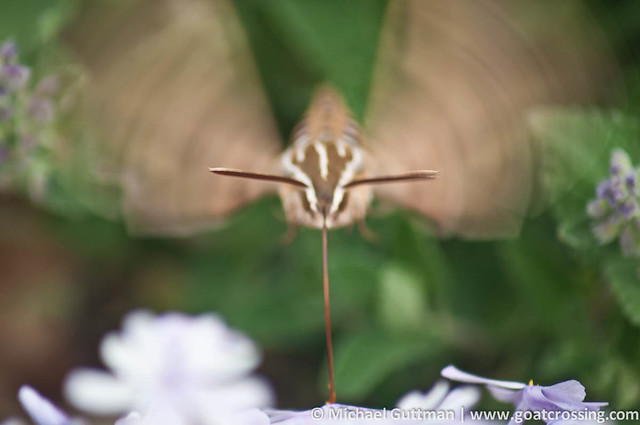 The Speedy Wings of the Humminbird Moth