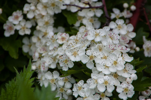 Clump of hawthorn flowers