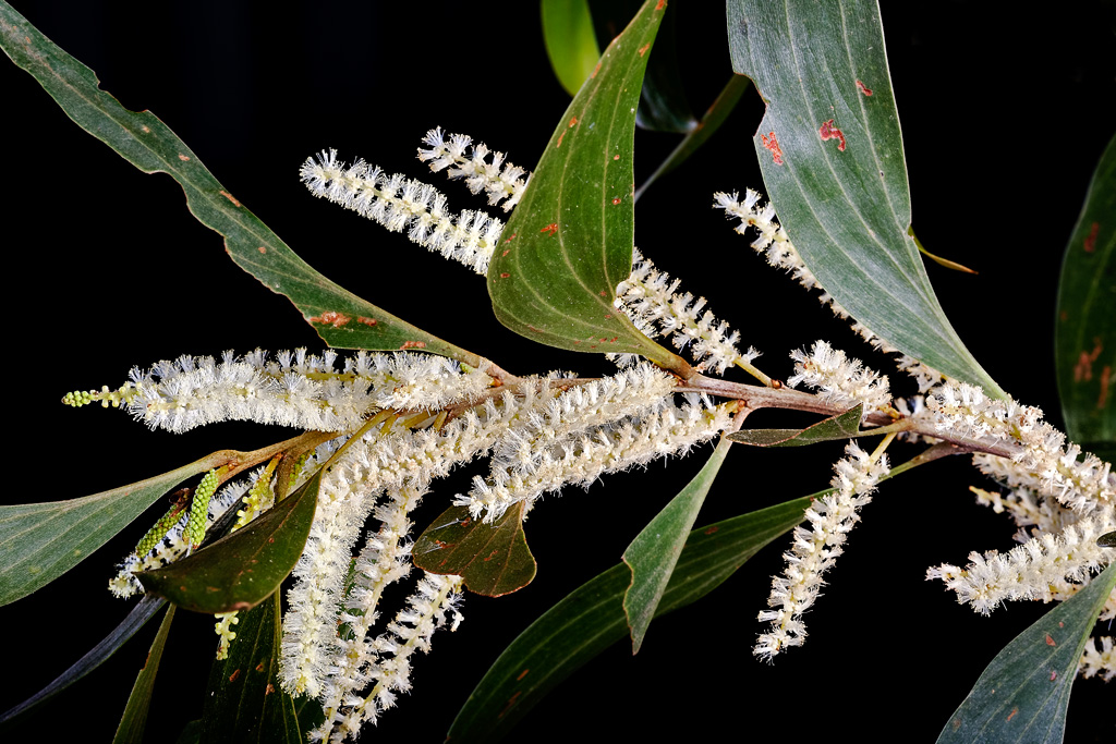 Acacia cincinatta flowers