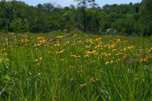 orange flower yellow prairie rudbeckia wildflower prairieview
